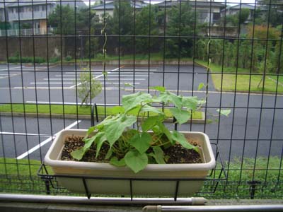 自宅の花達