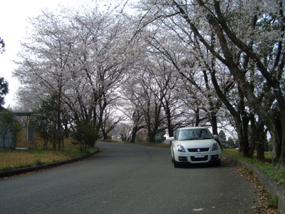 桜が満開？