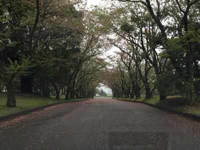 先日の台風並みの雨風