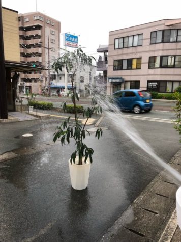 植木の水浴び