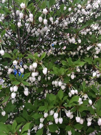 釣鐘状に花がたくさん咲きました^ ^