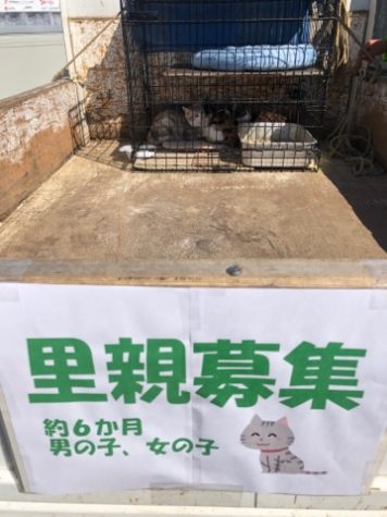 里親探し　猫編