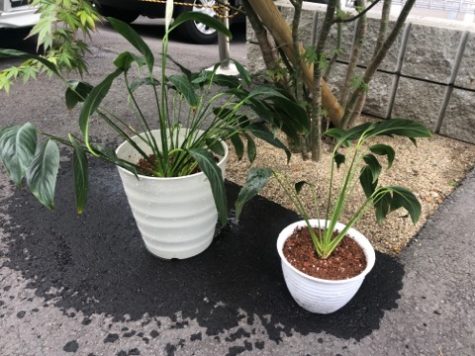 展示場の植物の株分け〜。