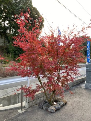 紅葉しました^ ^