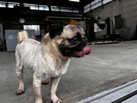 工場に犬が迷い込んできました