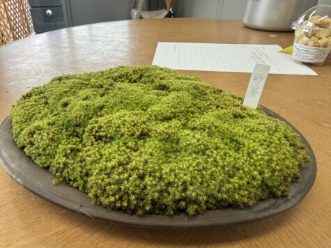 砂苔を頂きました^ ^