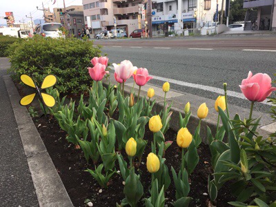 黄色が咲き出しました(^^)